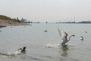 2018-07-22 Hoek van Holland met de puppies - 20180722-2653-153640