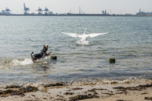 2018-07-22 Hoek van Holland met de puppies - 20180722-2653-153659