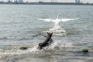 2018-07-22 Hoek van Holland met de puppies - 20180722-2653-153664