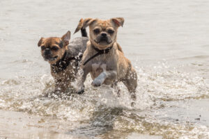2018-07-22 Hoek van Holland met de puppies - 20180722-2653-153702