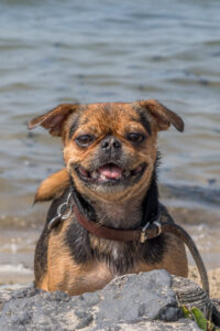 2018-07-22 Hoek van Holland met de puppies - 20180722-2653-153740