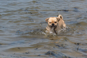 2018-07-22 Hoek van Holland met de puppies - 20180722-2653-153767