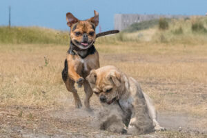 2018-07-22 Hoek van Holland met de puppies - 20180722-2653-153992