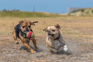 2018-07-22 Hoek van Holland met de puppies - 20180722-2653-154008