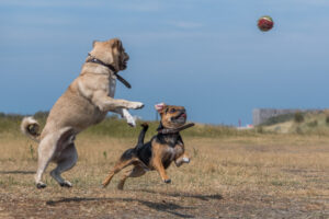 2018-07-22 Hoek van Holland met de puppies - 20180722-2653-154055