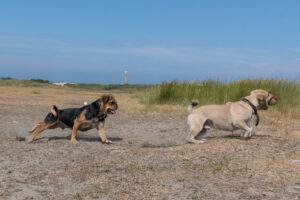 2018-07-22 Hoek van Holland met de puppies - 20180722-2653-154097