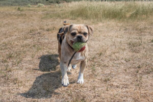 2018-07-22 Hoek van Holland met de puppies - 20180722-2653-154110