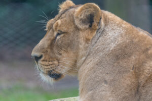 2019-02-22 Blijdorp - 20190222-2741-163267