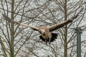 2019-02-22 Blijdorp - 20190222-2741-163484