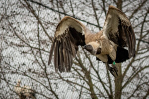 2019-02-22 Blijdorp - 20190222-2741-163488