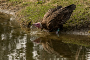 2019-02-22 Blijdorp - 20190222-2741-163666