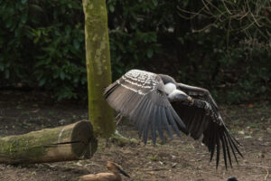 2019-02-22 Blijdorp - 20190222-2741-163810