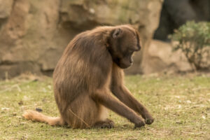 2019-02-22 Blijdorp - 20190222-2742-164035