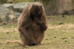 2019-02-22 Blijdorp - 20190222-2742-164052