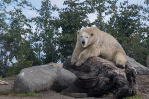 015-2018-09-24 Blijdorp