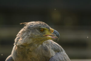 001-2016-08-27 Roofvogels