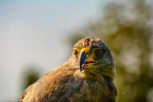 003-2016-08-27 Roofvogels