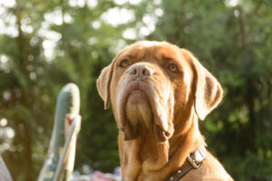 005-2016-07-22 Bij Iris op de Camping