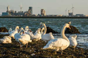 007-2017-08-17 Avondwandeling Hoek van Holland