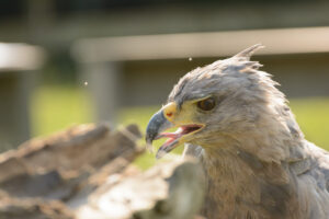 008-2016-08-27 Roofvogels