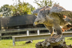 010-2016-08-27 Roofvogels
