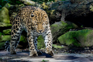 011-2016-02-28 Dierentuin