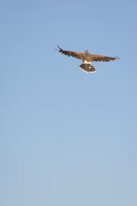 011-2016-08-27 Roofvogels