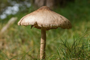 011-2017-10-08 Amsterdamse Waterleiding Duinen