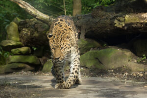 012-2016-02-28 Dierentuin