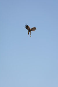 012-2016-08-27 Roofvogels