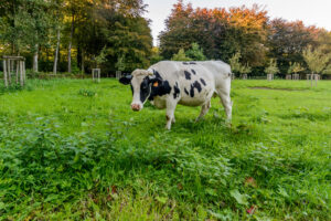 012-2017-09-15 Brugge eo