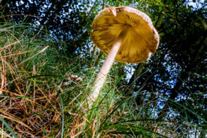 012-2017-10-08 Amsterdamse Waterleiding Duinen