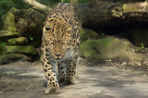 013-2016-02-28 Dierentuin