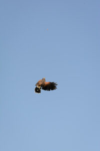 013-2016-08-27 Roofvogels