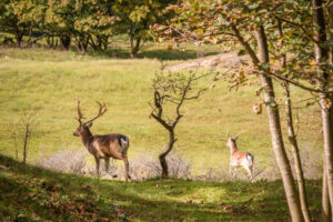 013-2017-10-08 Amsterdamse Waterleiding Duinen
