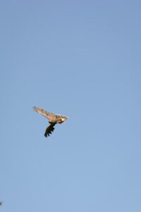 014-2016-08-27 Roofvogels
