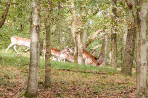 014-2017-10-08 Amsterdamse Waterleiding Duinen