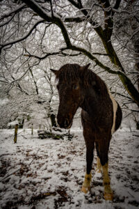 016-2016-02-14 Arnhem eo