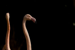016-2016-02-28 Dierentuin