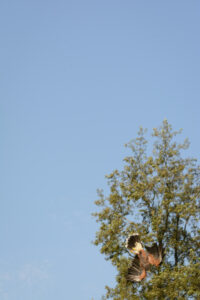 016-2016-08-27 Roofvogels