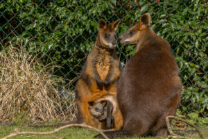017-2016-02-28 Dierentuin