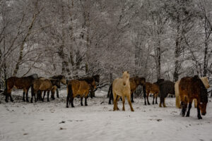 018-2016-02-14 Arnhem eo