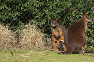 018-2016-02-28 Dierentuin