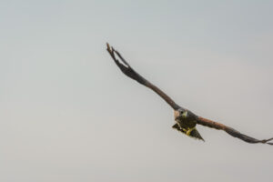 018-2016-08-27 Roofvogels