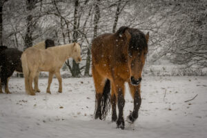 019-2016-02-14 Arnhem eo