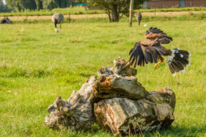 019-2016-08-27 Roofvogels