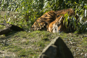 020-2016-02-28 Dierentuin