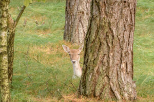 022-2017-10-08 Amsterdamse Waterleiding Duinen