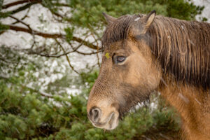 023-2016-02-14 Arnhem eo