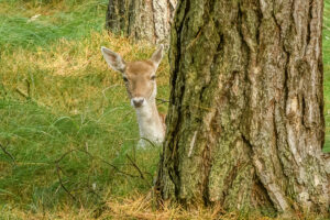 023-2017-10-08 Amsterdamse Waterleiding Duinen